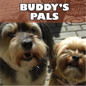 buddys_pals
