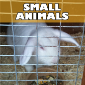 buddys_small_animals