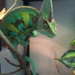 Chameleon (gallery)